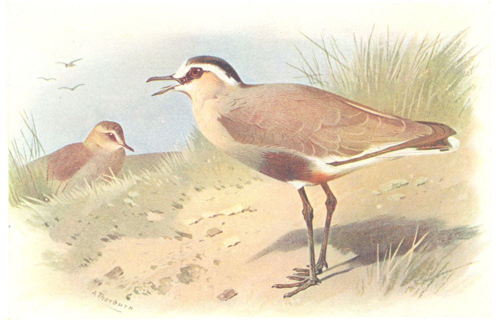 BRITISH BIRDS. Sociable Plover. THORBURN 1925 old vintage print picture